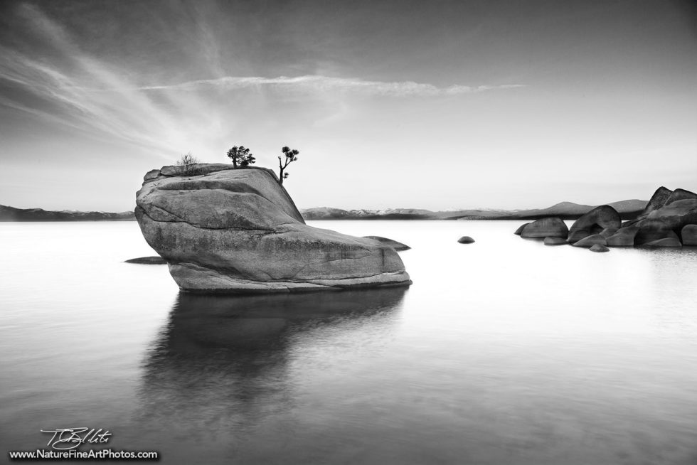 Black And White Photo of Bonsai Rock