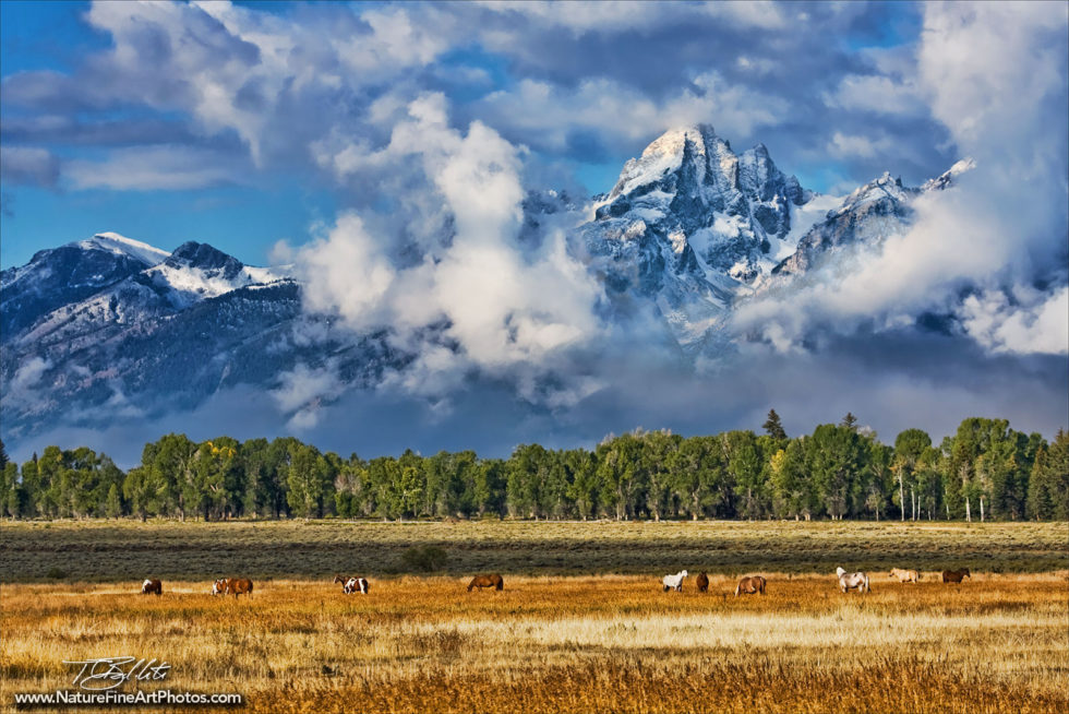 Photo of Horses Grazing in the Grand Tetons