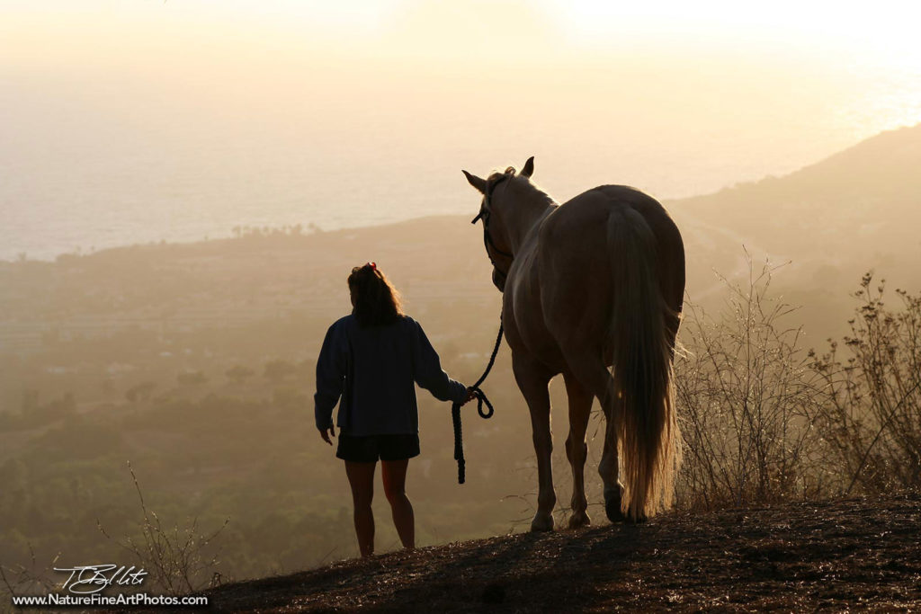 Sunset Horse Photo