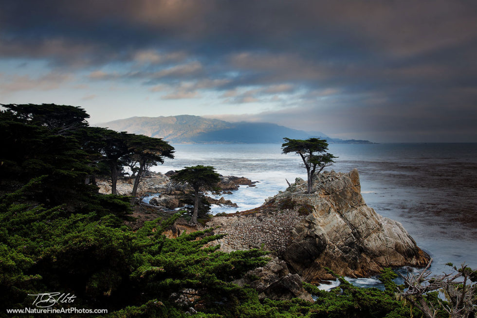 Fine Art Photo of the Lone Cypress Tree in Monterey