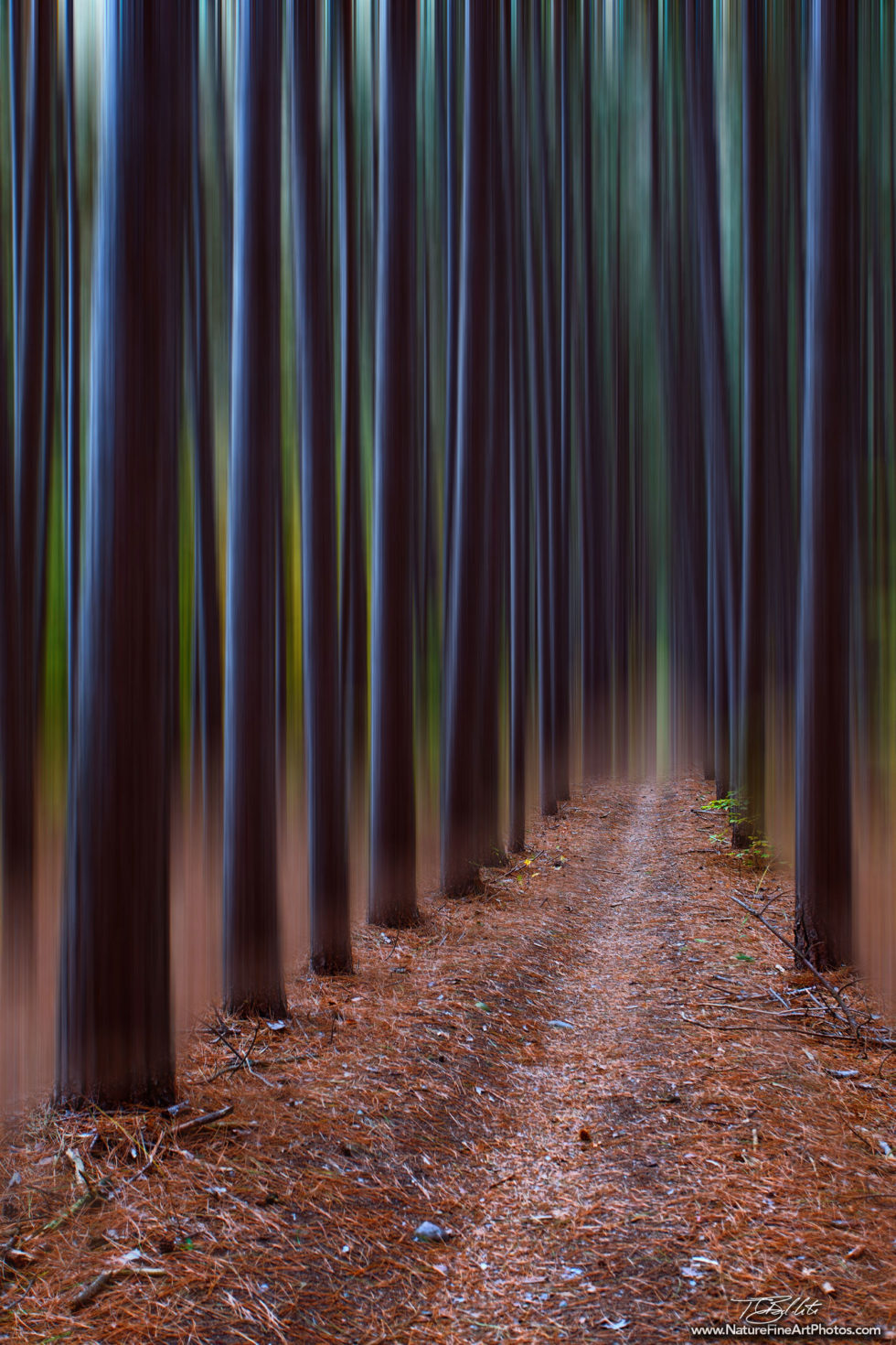 Fine Art Photo of Trees in Motion