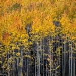 Nature Photo of Aspen Trees