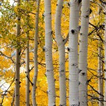 Aspen Trees Photo