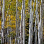 Nature Photo of Aspen Trees