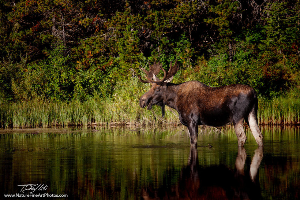 Wilfelife Photo of Moose