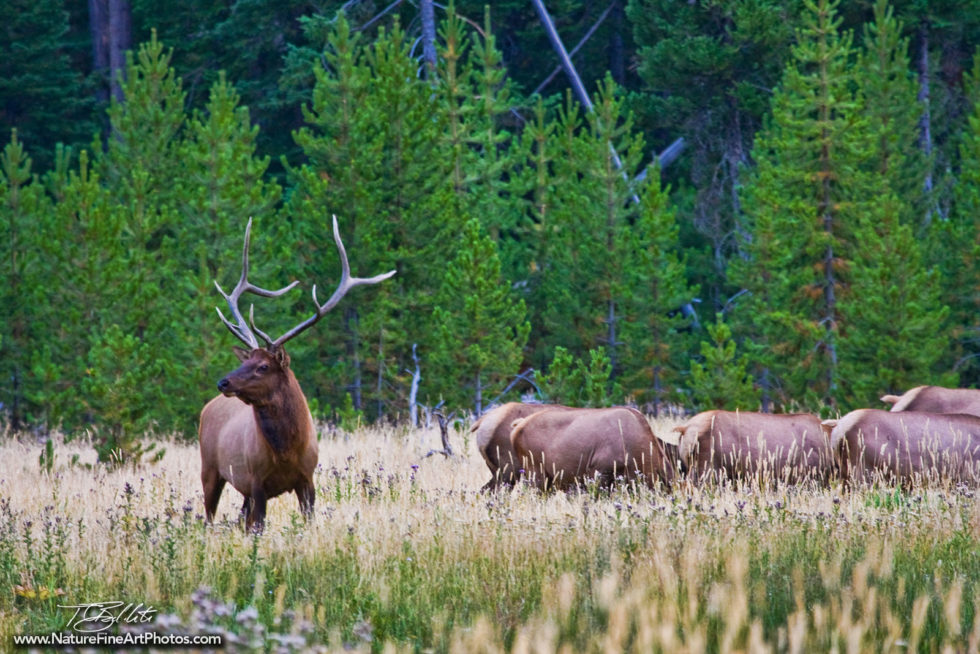 Wildlife Photo of Elk Herd