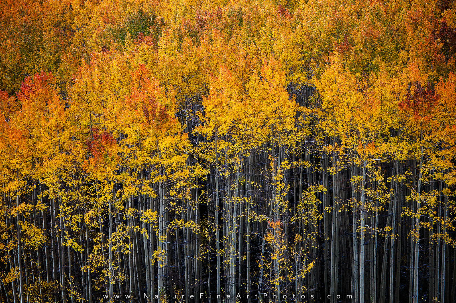 Fall Foliage Photo of Aspen Trees