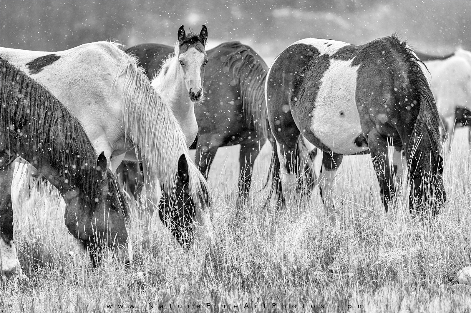 Wild Horse herd with alert baby horse Photo