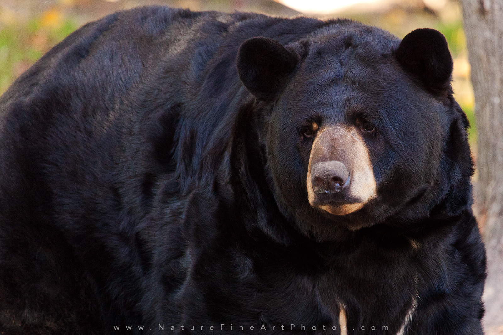 Wildlife Bear Photo
