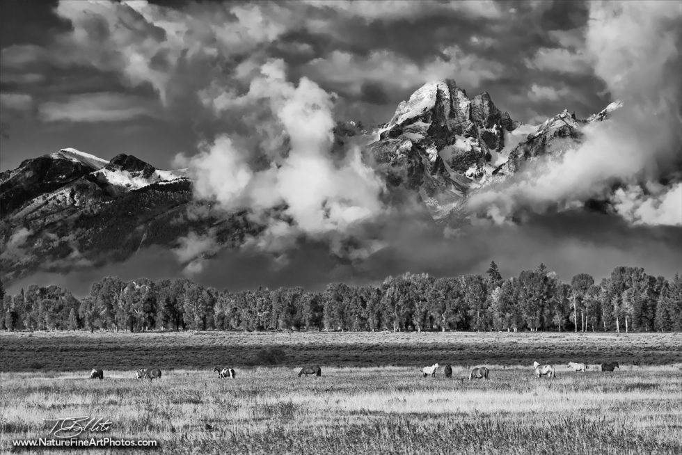 Grand Tetons Horses Grazing Black and White Photo