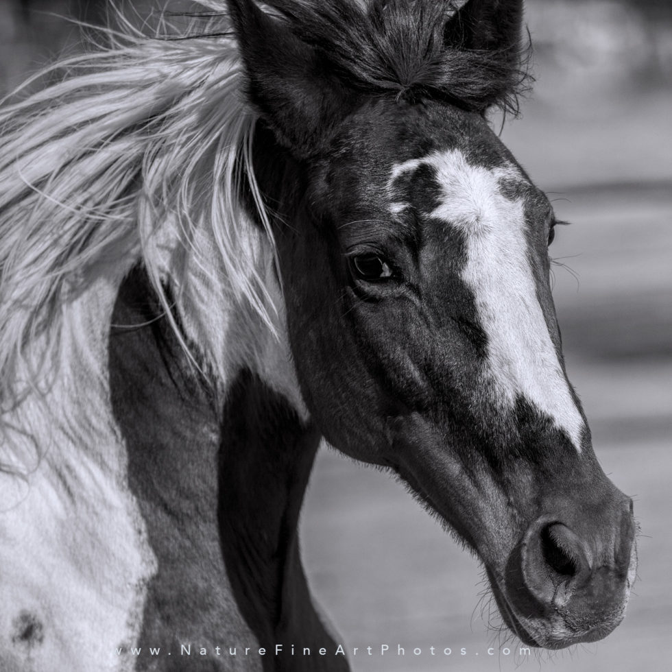 photograph of paint horse