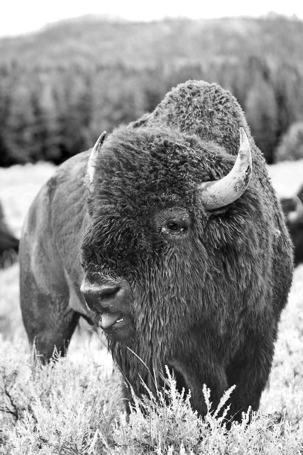 close up of bison at yellowstone national park photo