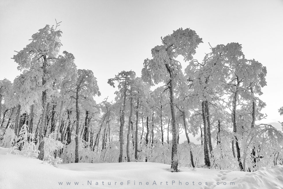 photo of group of snowy trees in powder