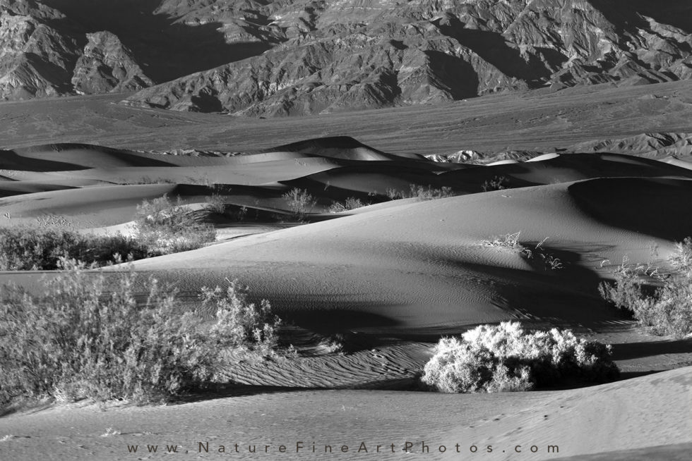 photo of mesquite dunes in death valley national park