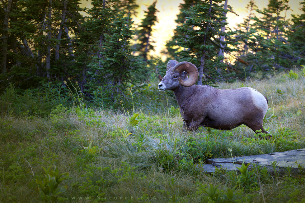 photo of ram in Glacier National Park