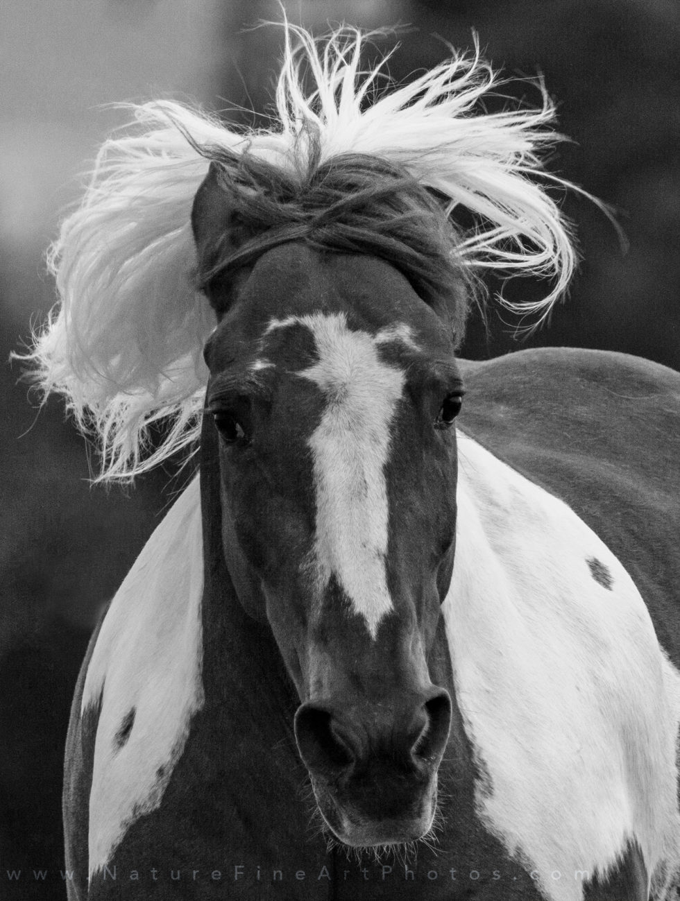 photo of paint horse running with wild flowing hair
