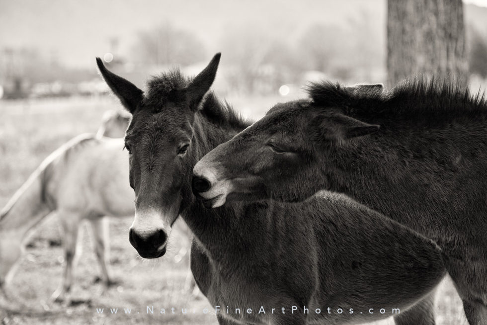two mules playing photo