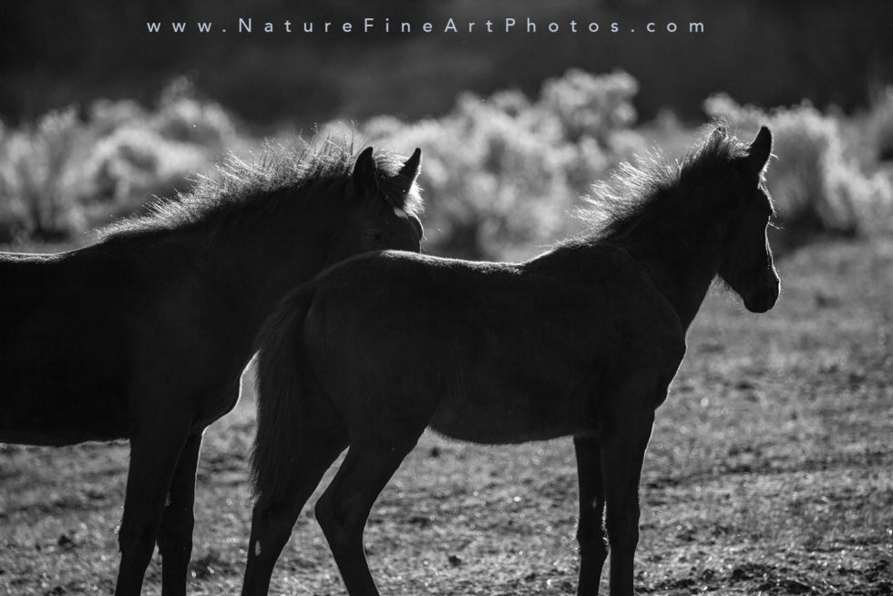 silhoutte photograph of baby wild horses