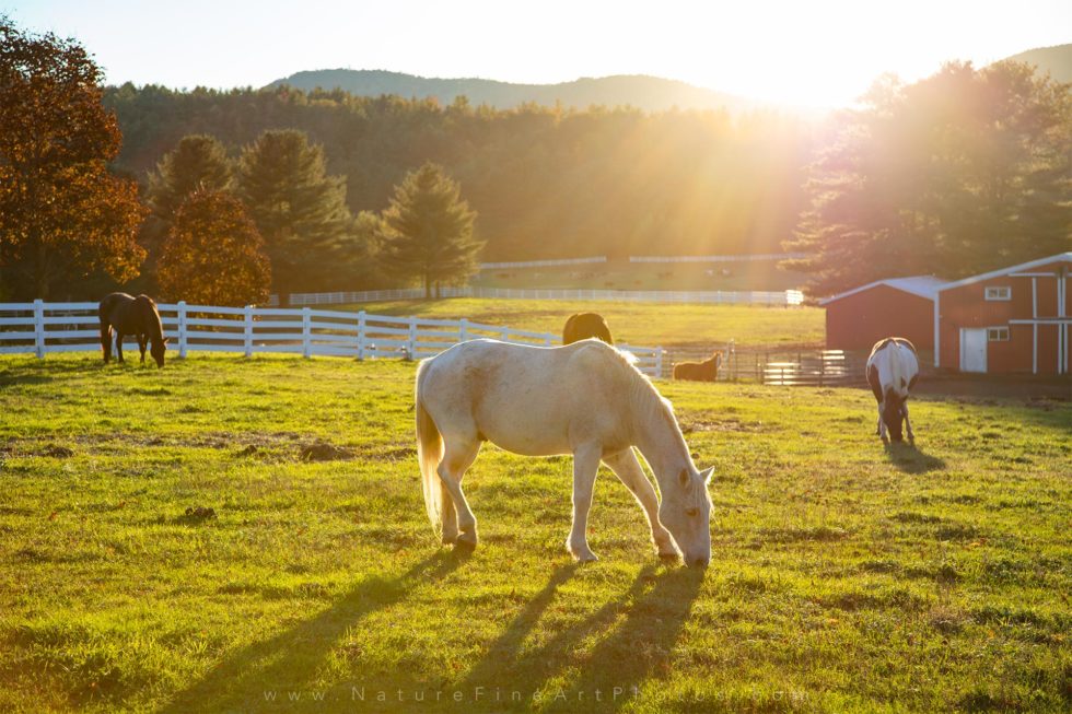 photo of horses in pasture farm life