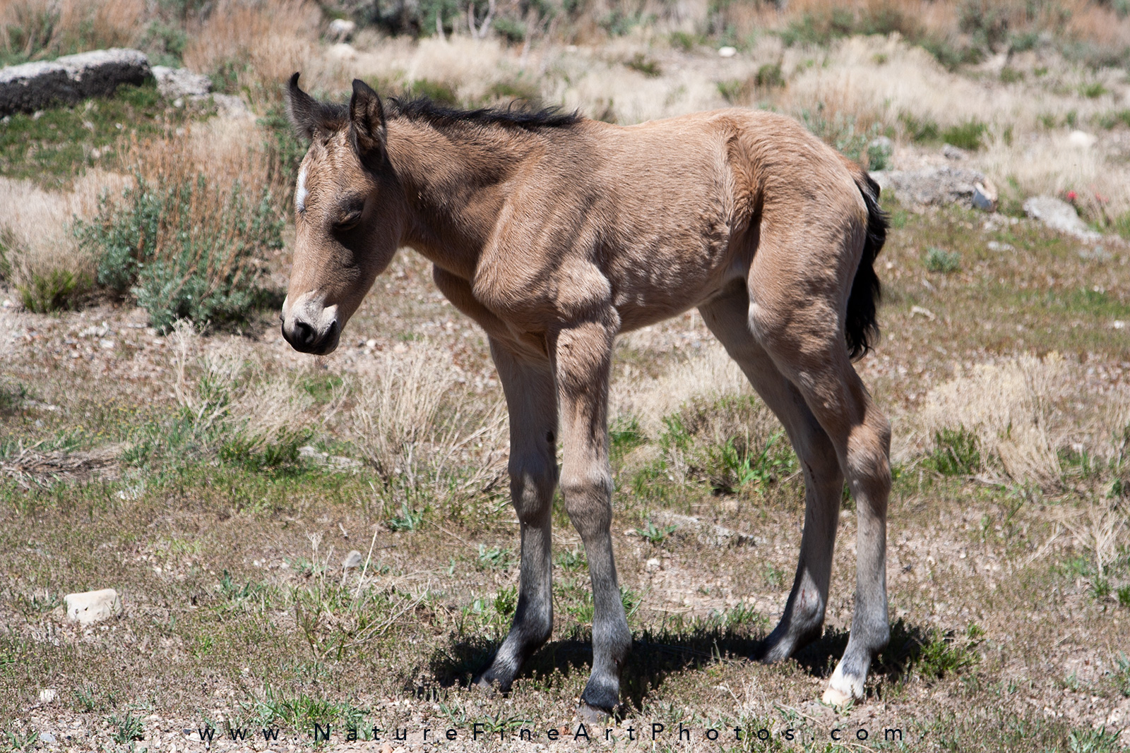 wild horse foal buckskin