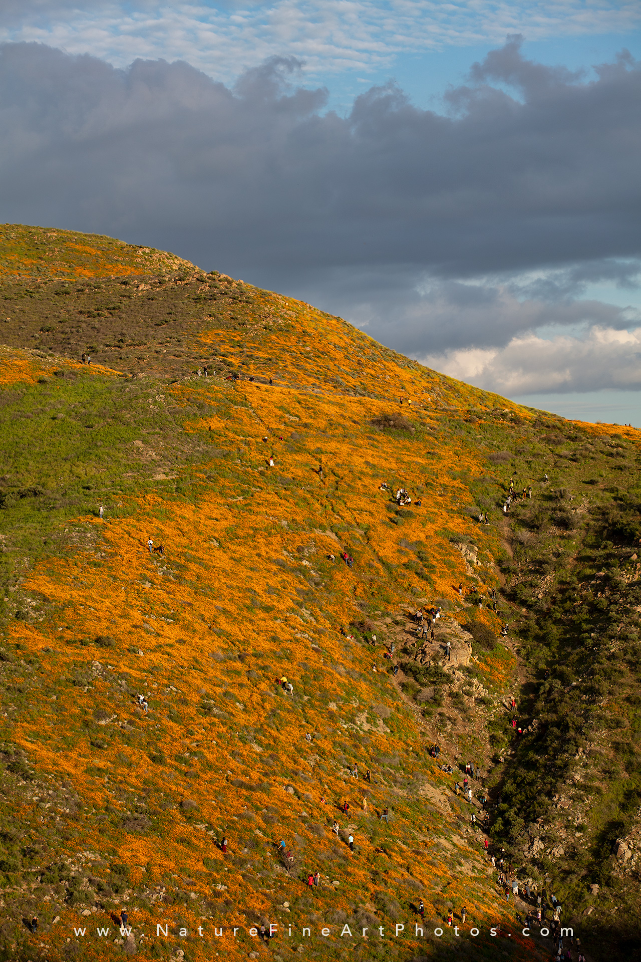 orange poppies walker canyon