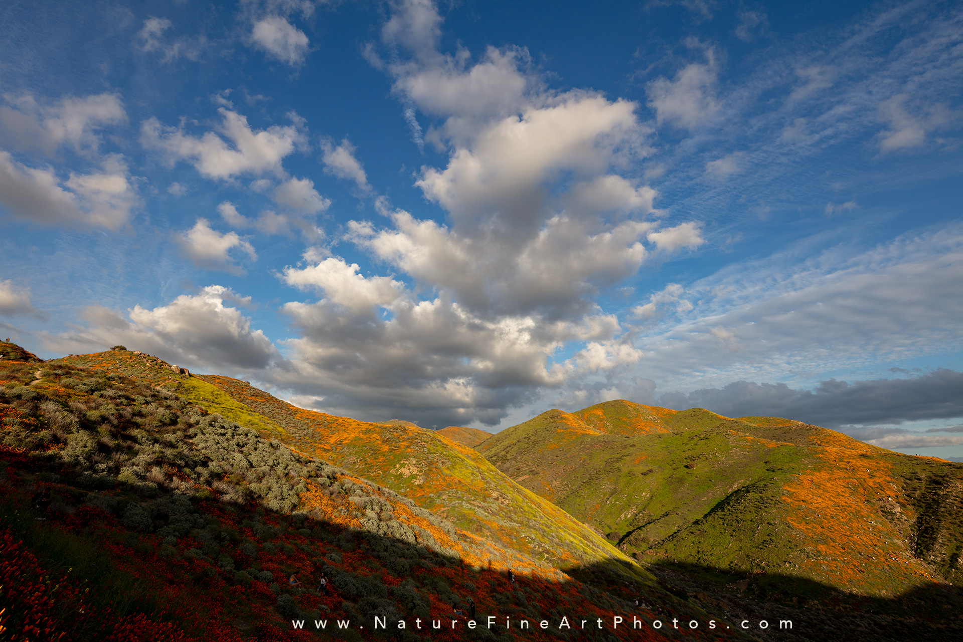 Walker Canyon super bloom poppies
